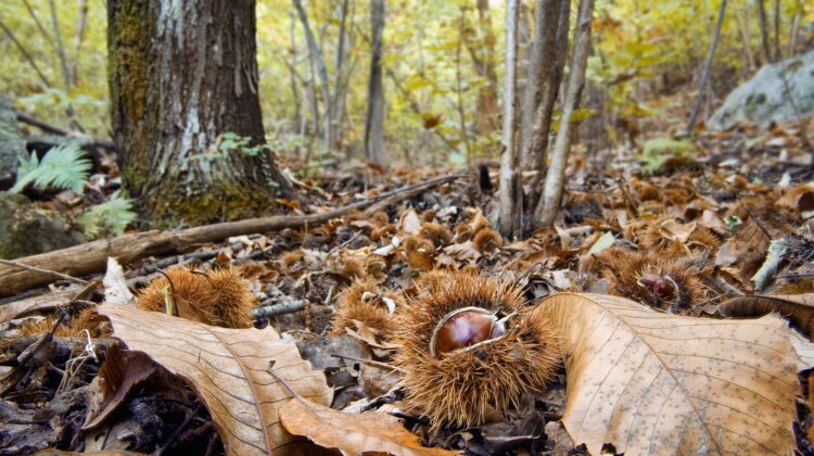 Chestnut forest