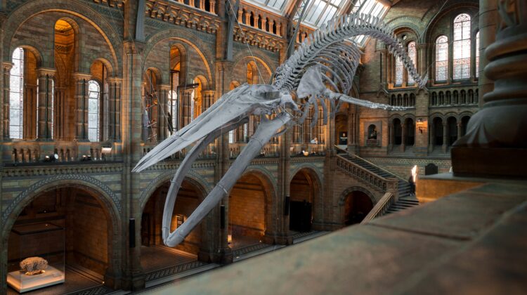 London’s Natural History Museum