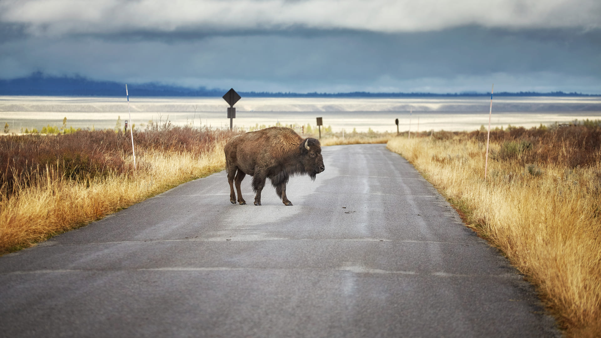 Roaming Buffalo: What it's like to root for the Bills from afar